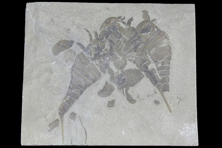 Plate of Eurypterus (Sea Scorpion) Fossils - New York #179502